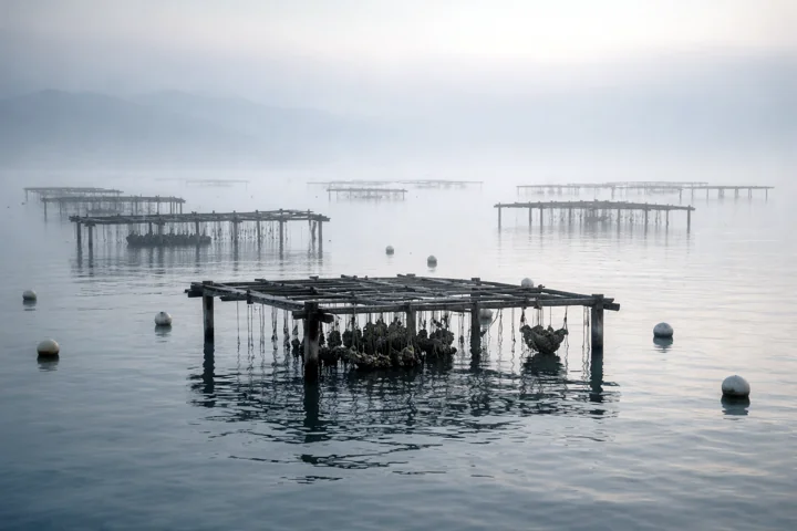 Shellfish cultivation frames on calm water in mist